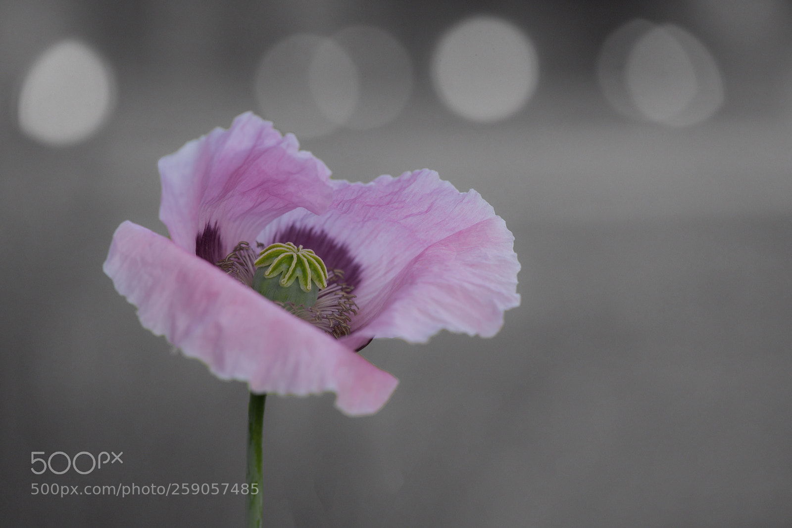 Nikon D750 sample photo. Day dream (白日梦) photography