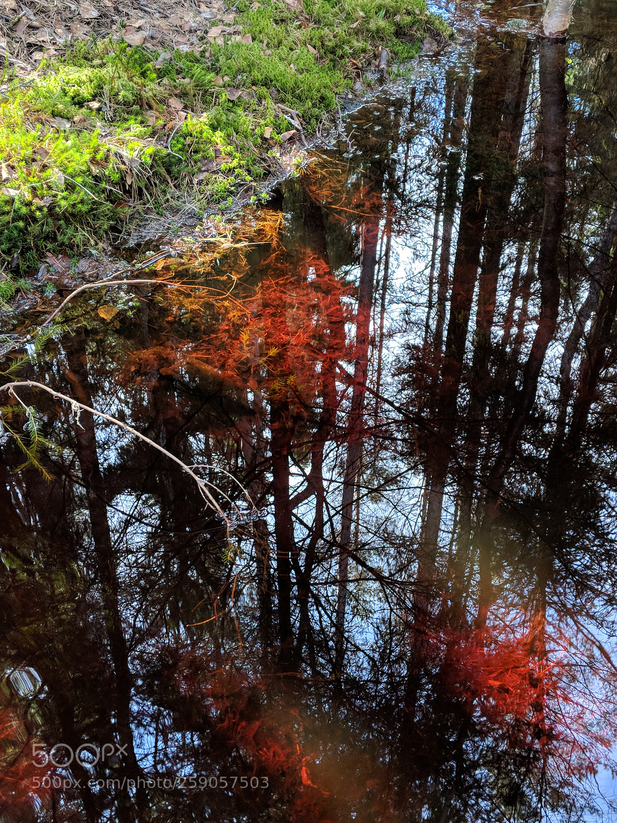 Google Pixel 2 sample photo. Forest photography