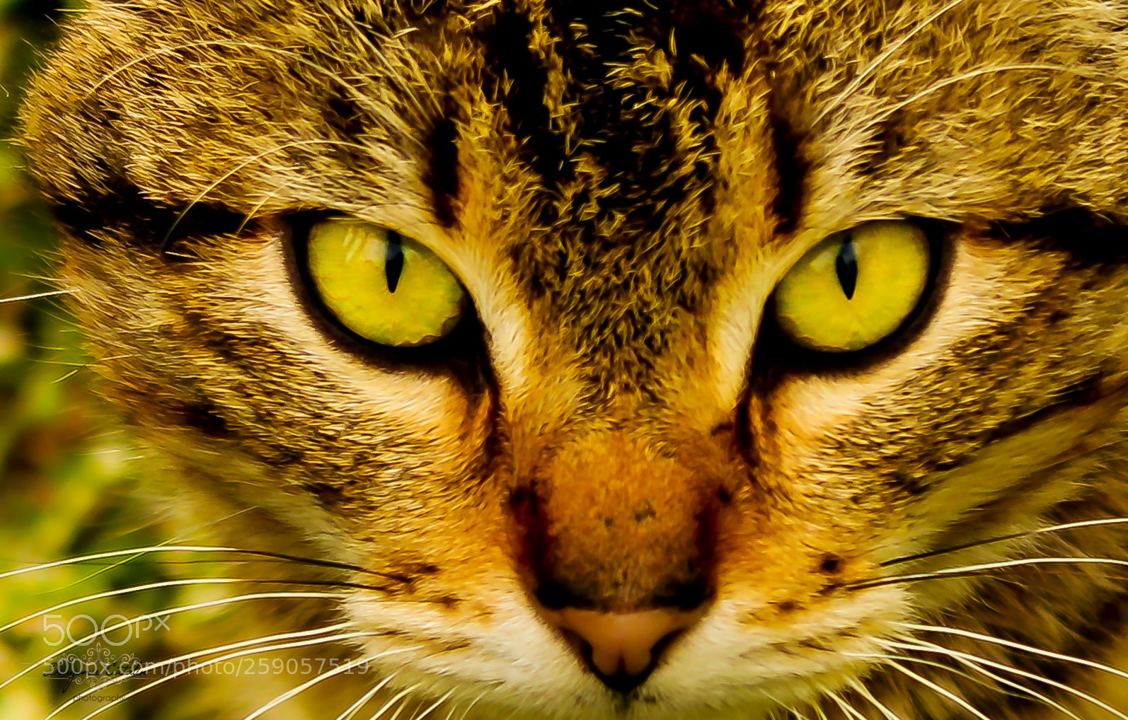Canon EOS 7D Mark II sample photo. Tom reloaded. photography