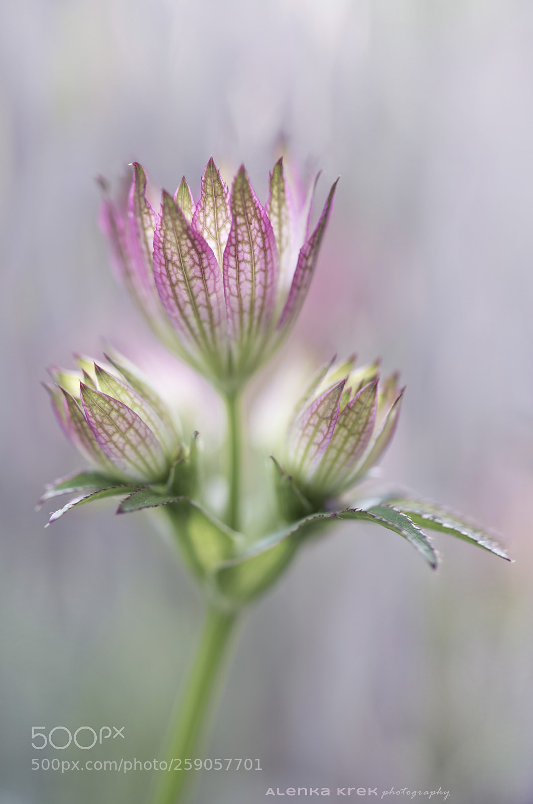 Nikon D750 sample photo. Astrantia flower photography