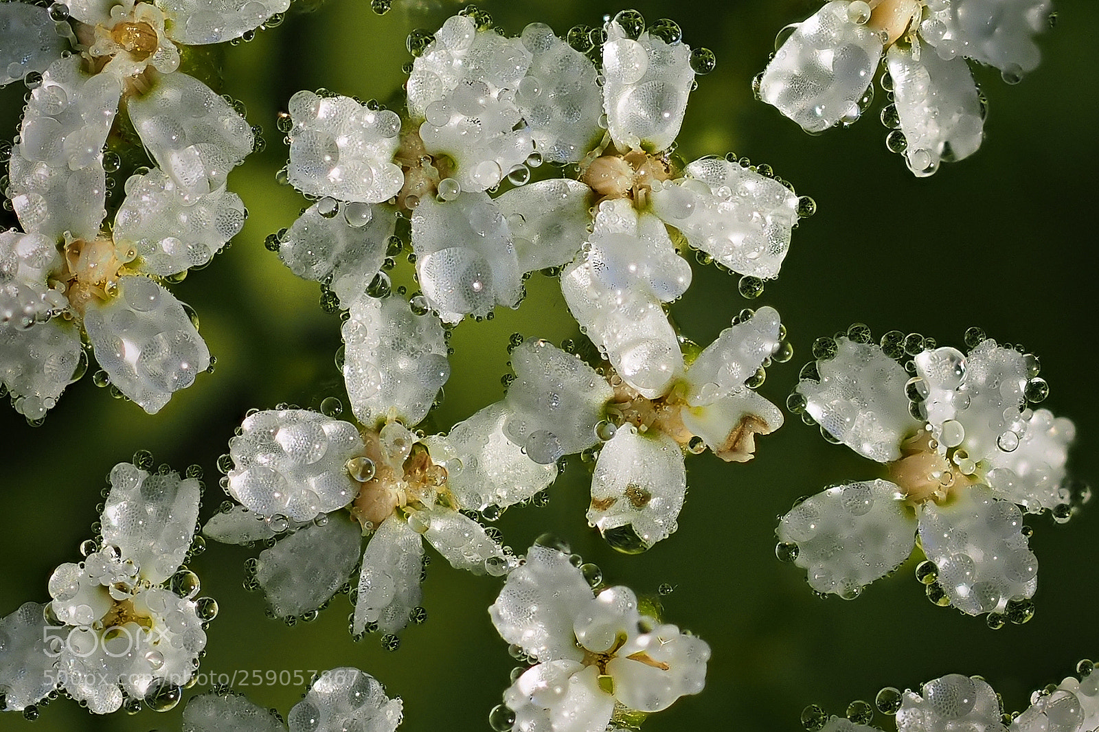 Olympus OM-D E-M5 II sample photo. Tiny dew drops on photography
