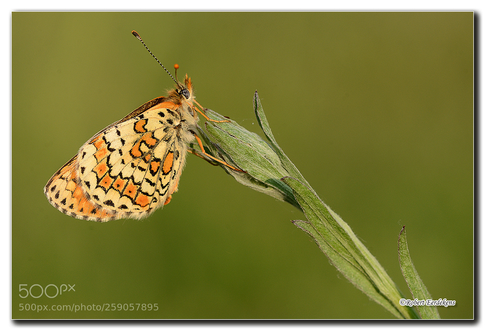 Nikon D7100 sample photo. Glanville fritillary photography