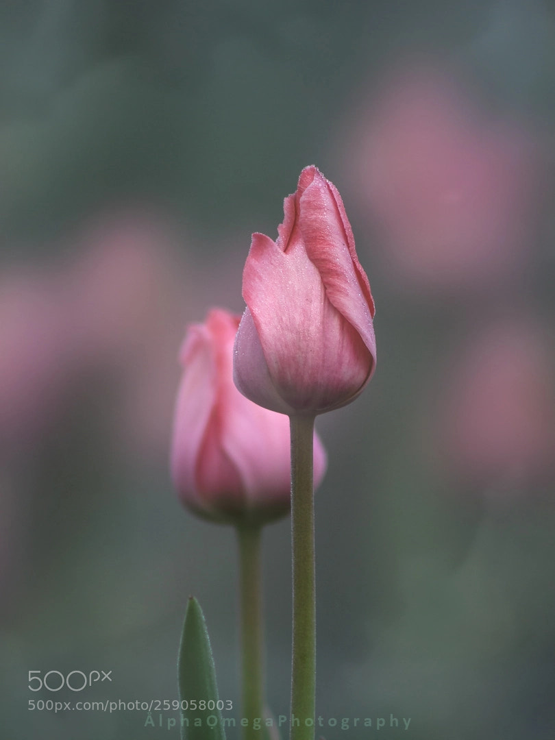 Canon EOS 600D (Rebel EOS T3i / EOS Kiss X5) sample photo. The simple beauty of photography