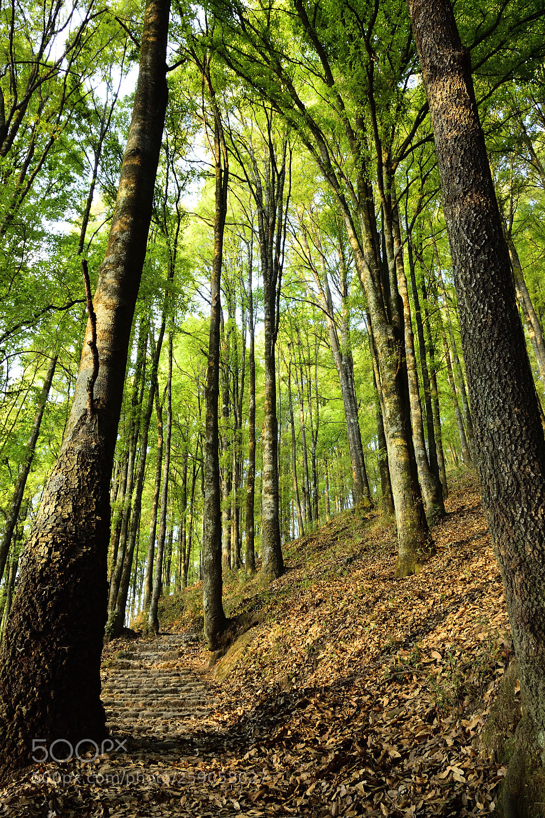 Nikon D7100 sample photo. Bosque photography
