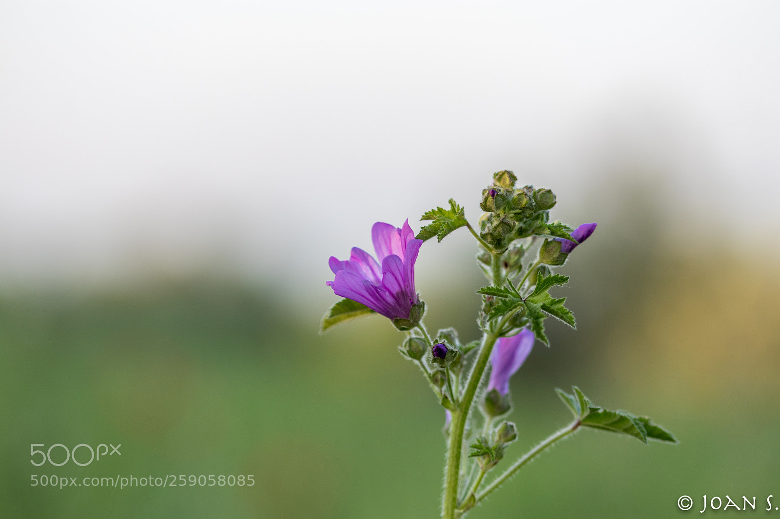 Canon EOS 80D sample photo. Flower photography