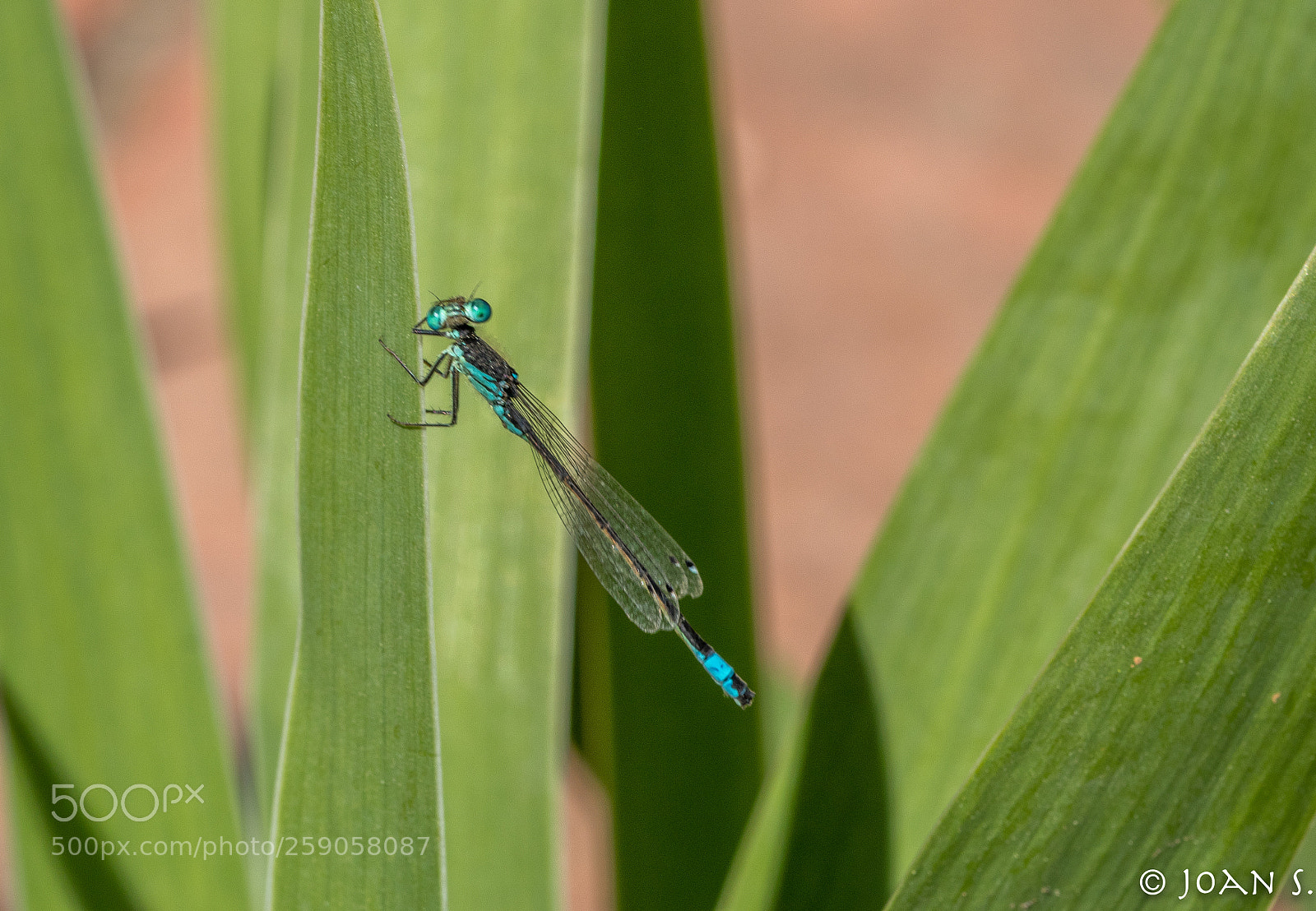 Canon EOS 80D sample photo. Dragon-fly photography