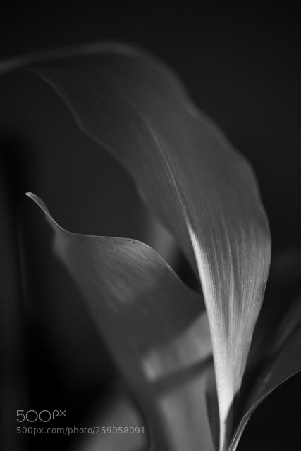 Nikon D810 sample photo. Flora photography