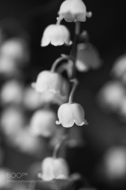 Nikon D810 sample photo. Flora photography
