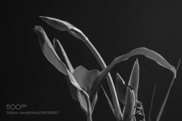 Nikon D810 sample photo. Flora photography