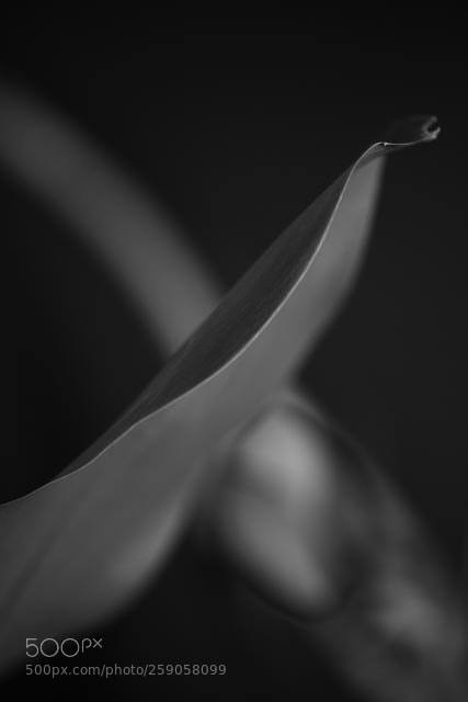 Nikon D810 sample photo. Flora photography