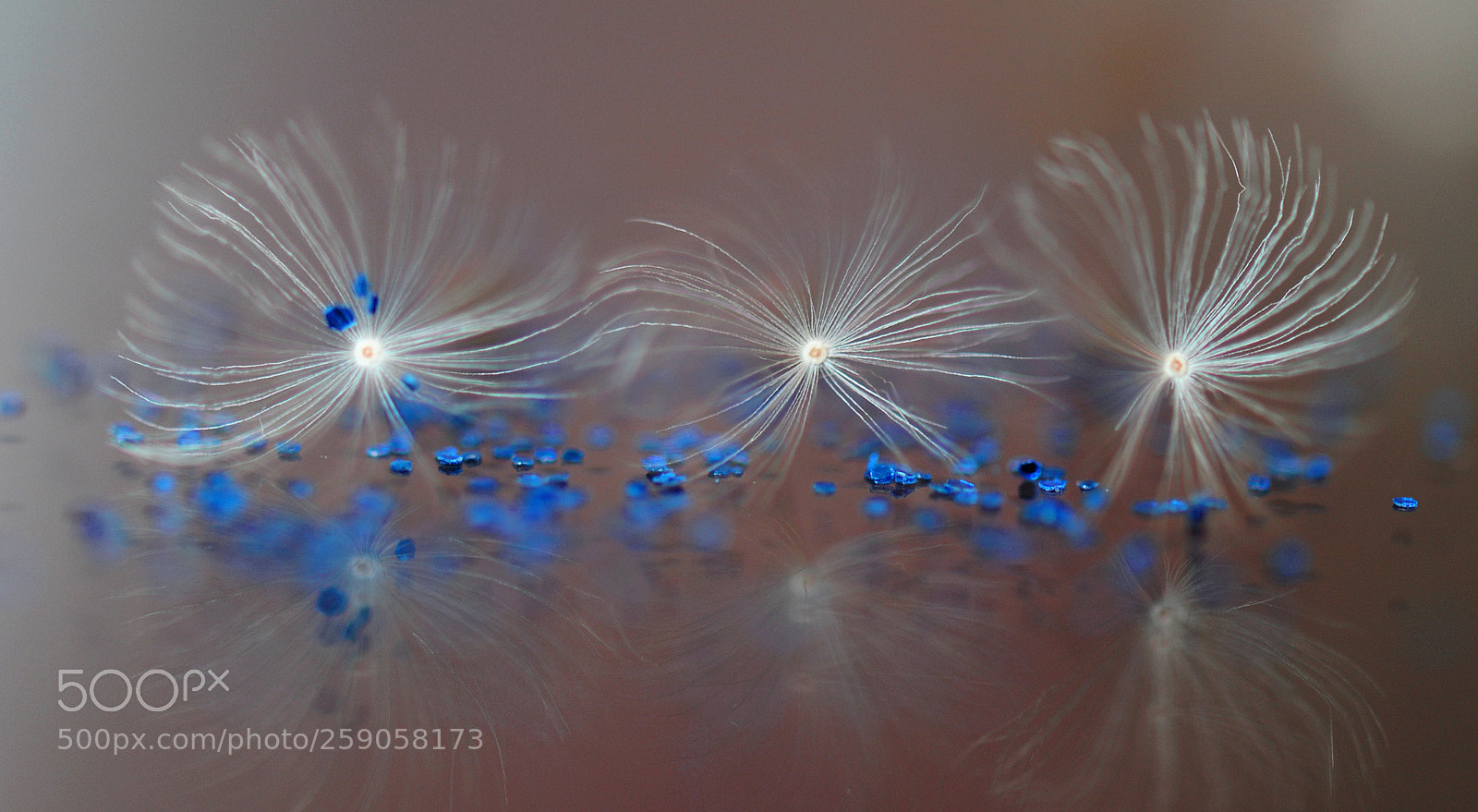 Nikon D700 sample photo. Dandelion composition photography