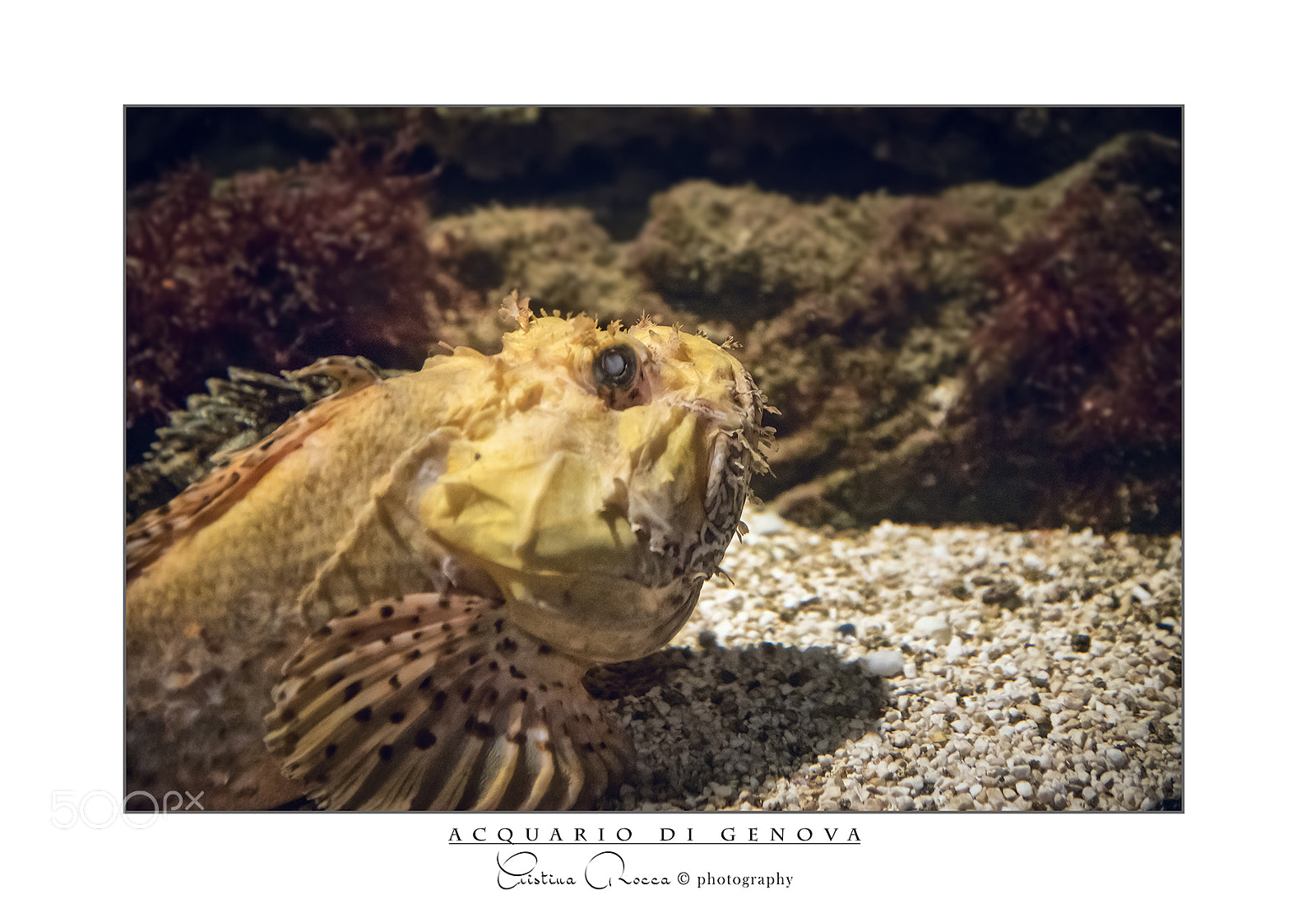 Nikon D750 sample photo. Aquarium photography