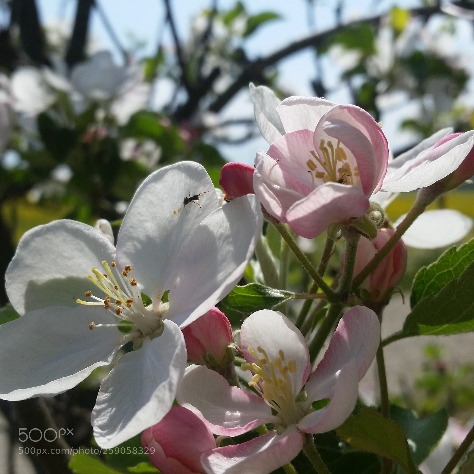 Samsung Galaxy S5 sample photo. Apple photography