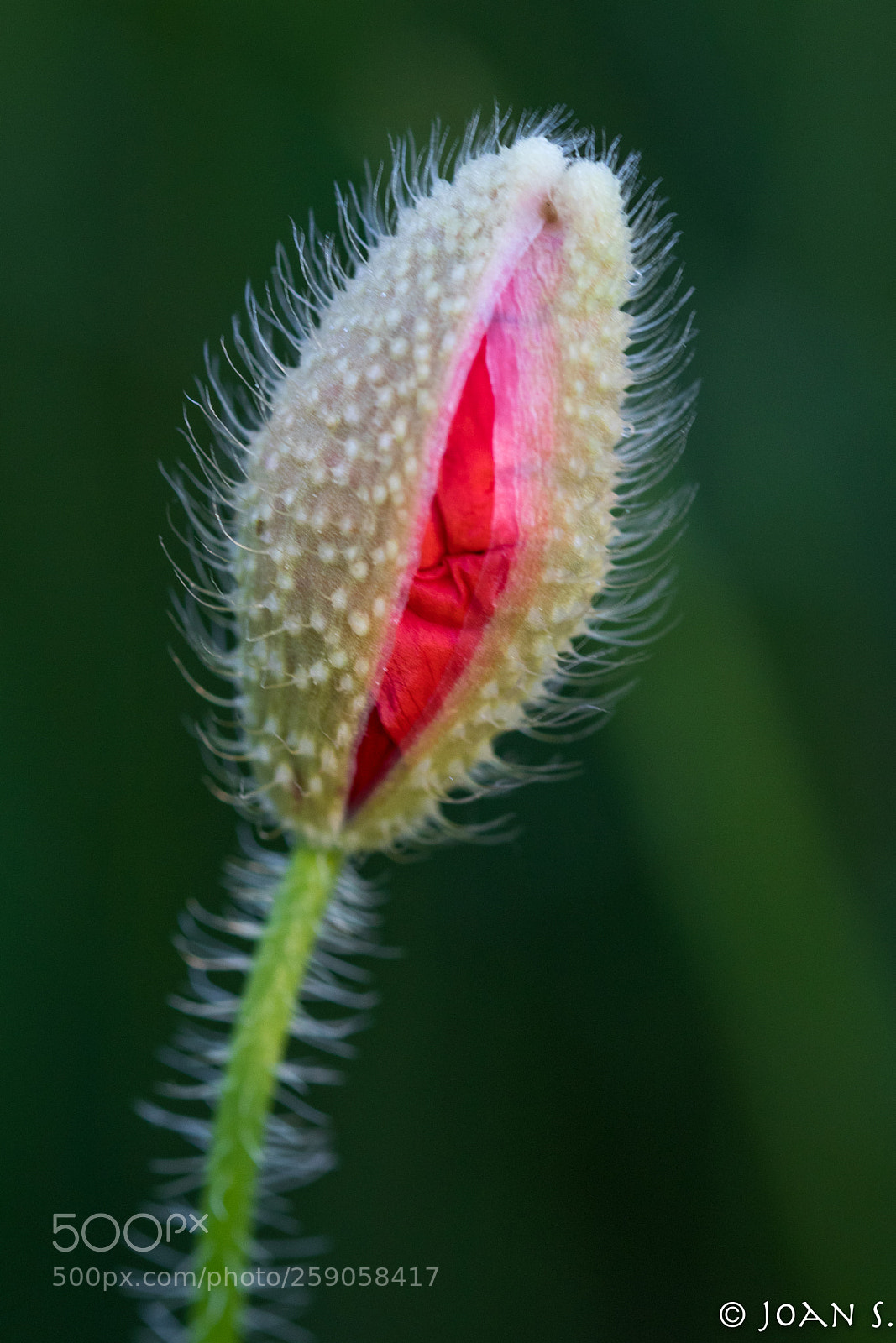 Canon EOS 80D sample photo. Macro in photography