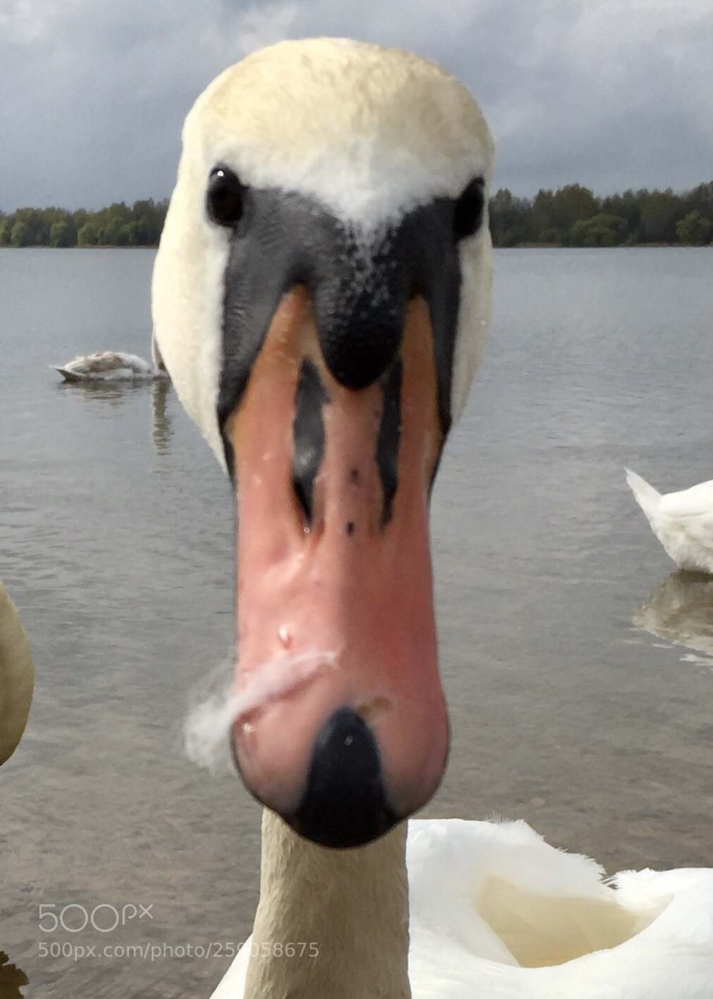 Apple iPhone 6 sample photo. In the front photography