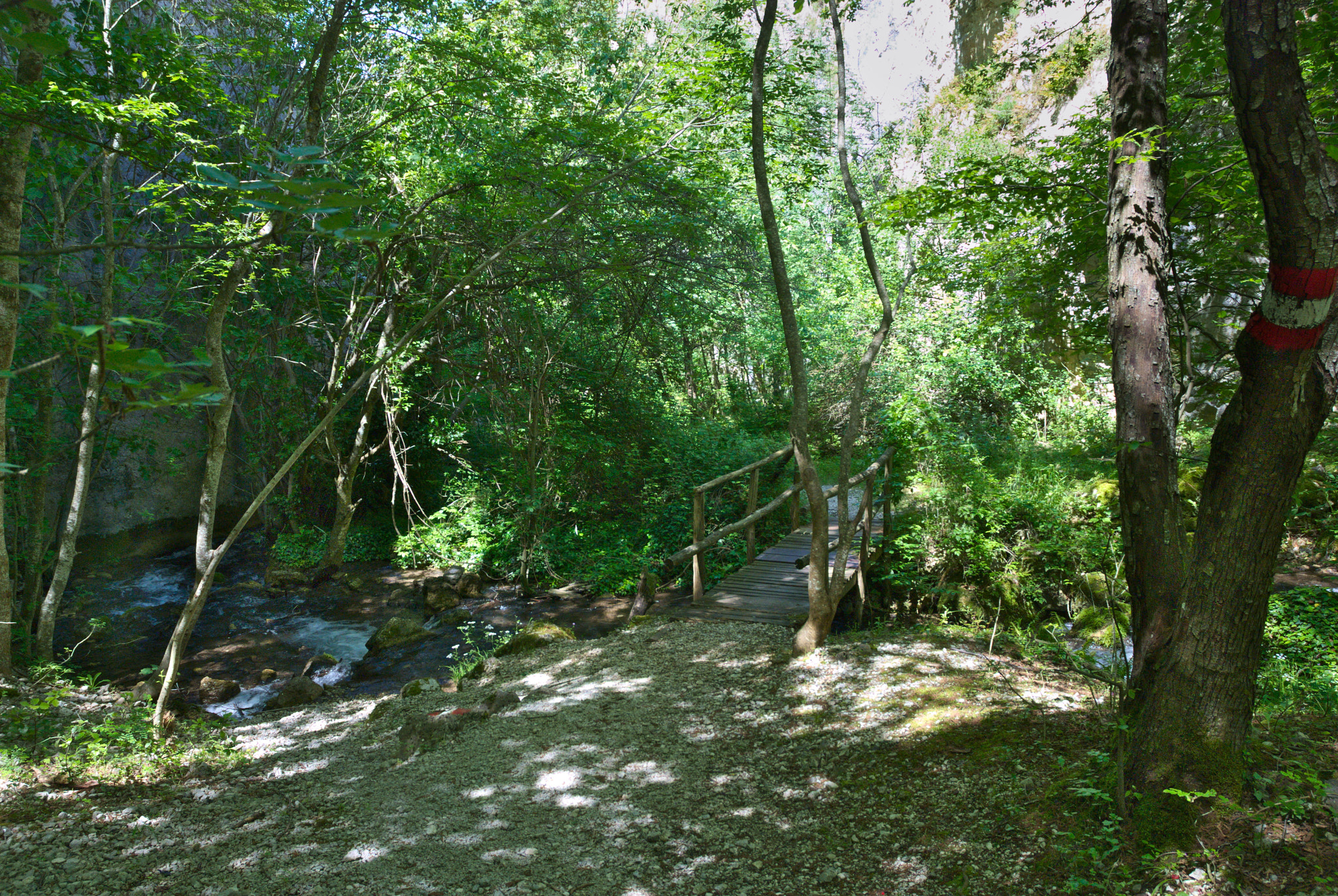 Nikon D80 sample photo. Wooden bridge in the woods photography