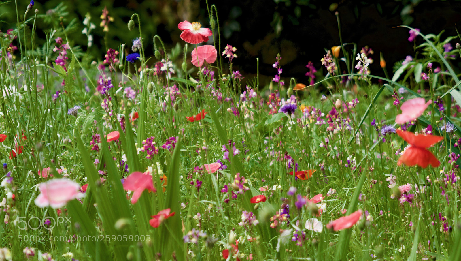 Nikon D3200 sample photo. Riotous colour photography
