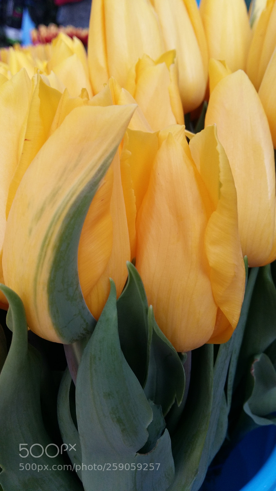 Samsung Galaxy A5 sample photo. Yellow....lovely... photography