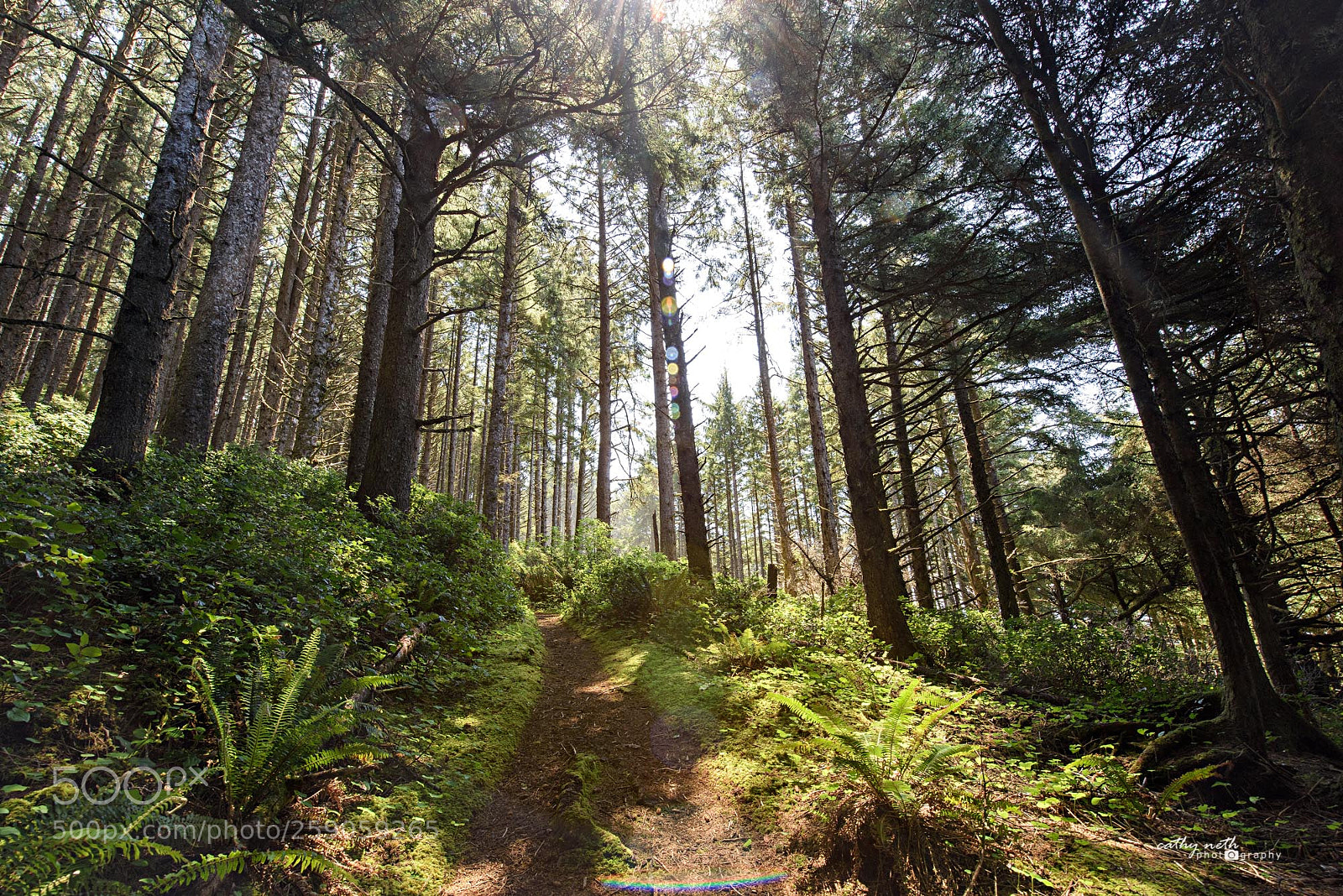 Nikon D810 sample photo. Oregon coast trail photography
