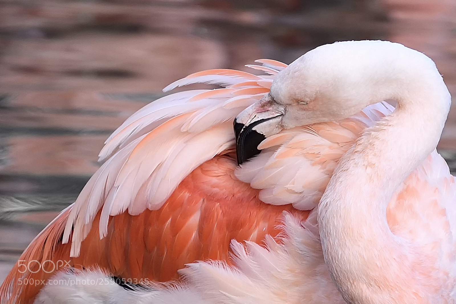Nikon D750 sample photo. Shades of pink photography