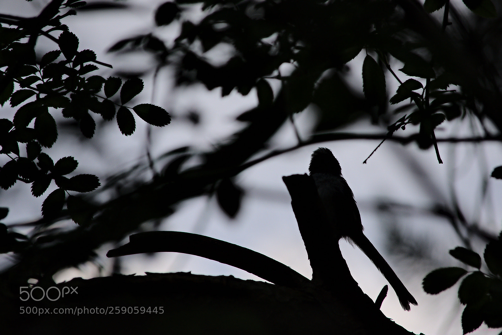 Nikon D7200 sample photo. Paper cut photography