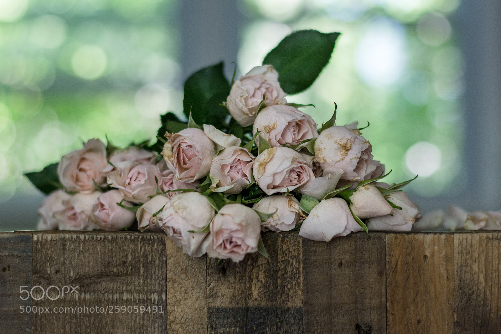 Nikon D7100 sample photo. Fading beauty photography