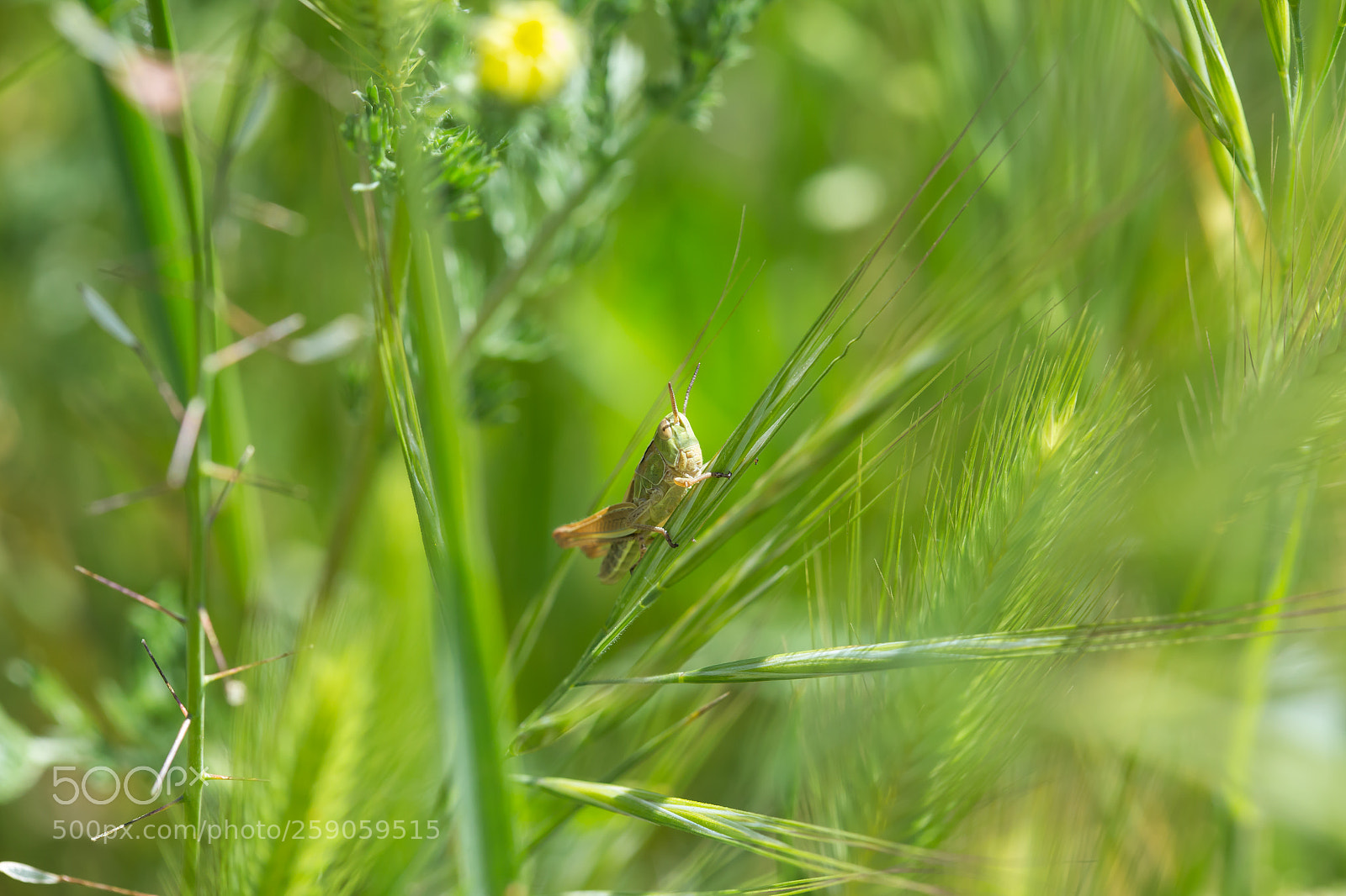 Canon EOS 6D sample photo. Saltamontes photography