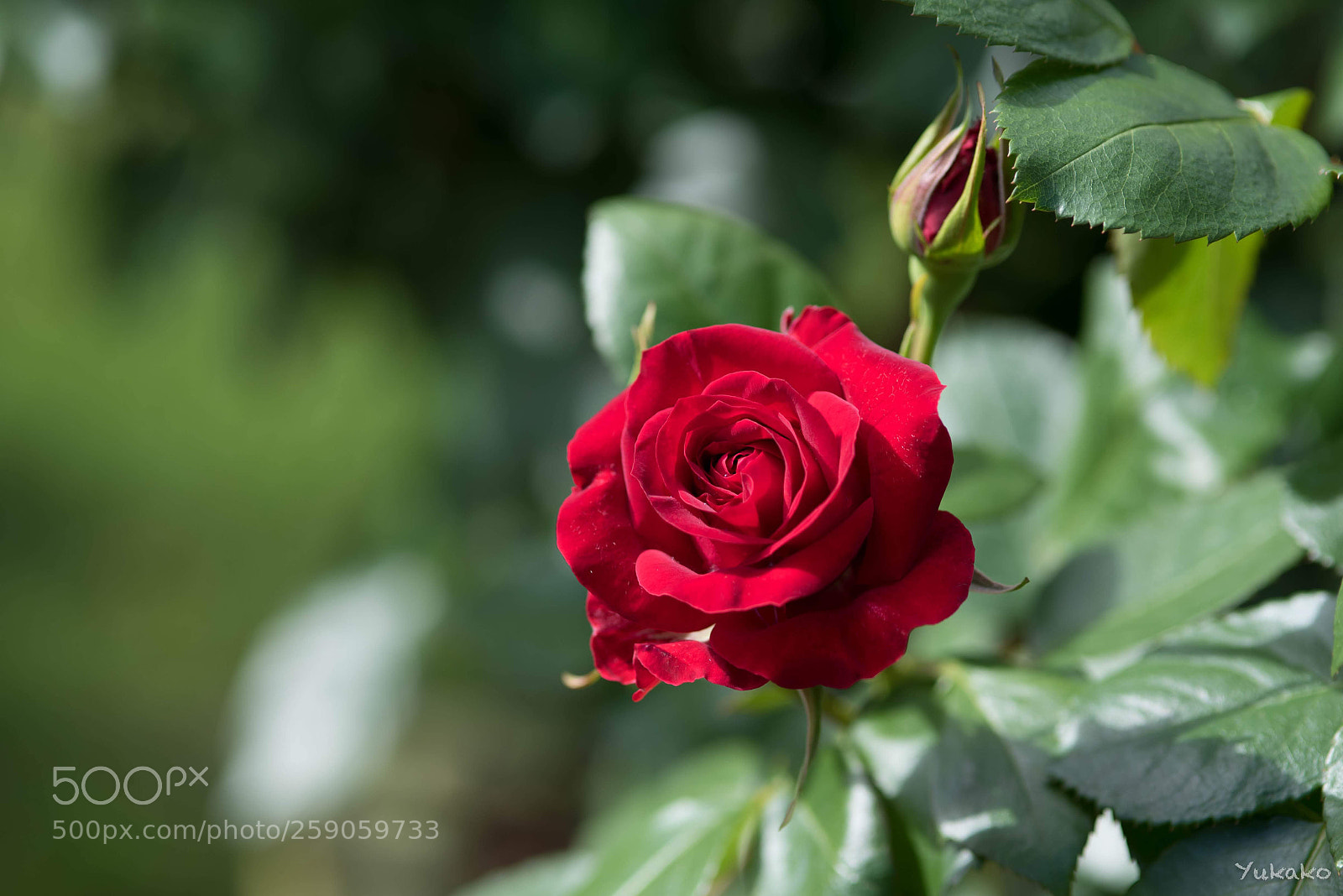 Nikon D750 sample photo. Niccolò paganini photography