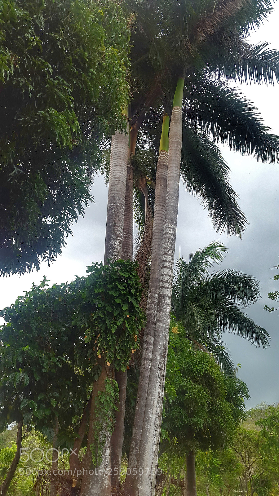 Samsung Galaxy S5 sample photo. Palmeras. photography