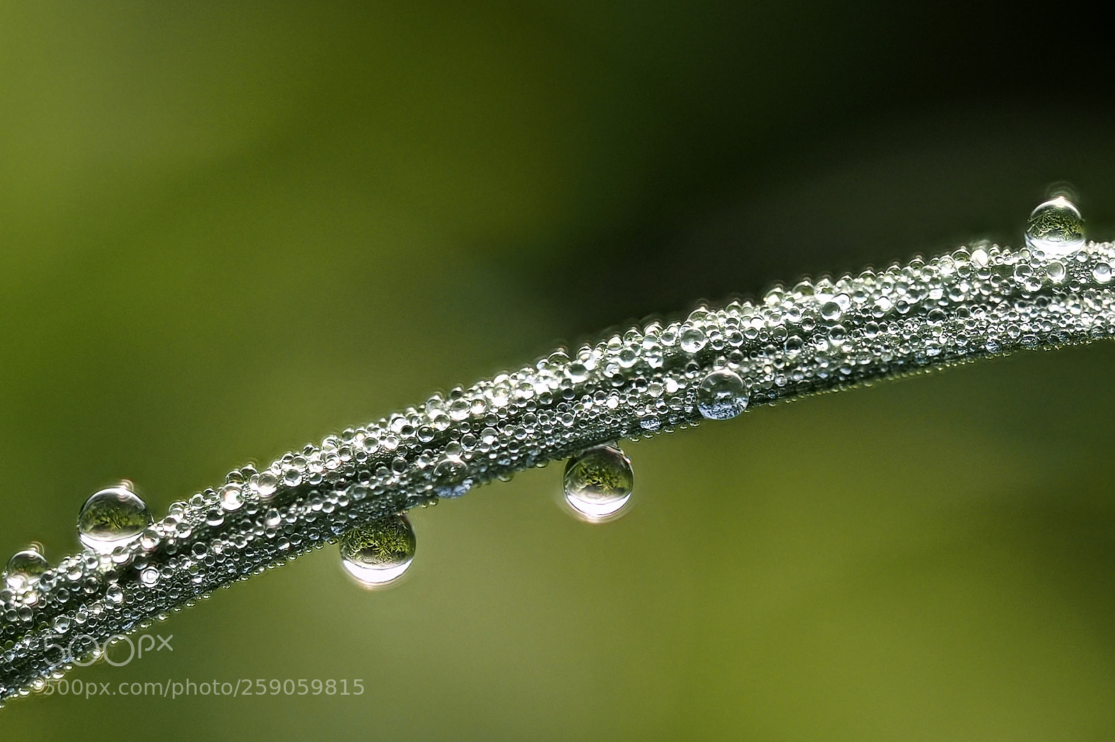 Olympus OM-D E-M5 II sample photo. Blade of grass weighed photography