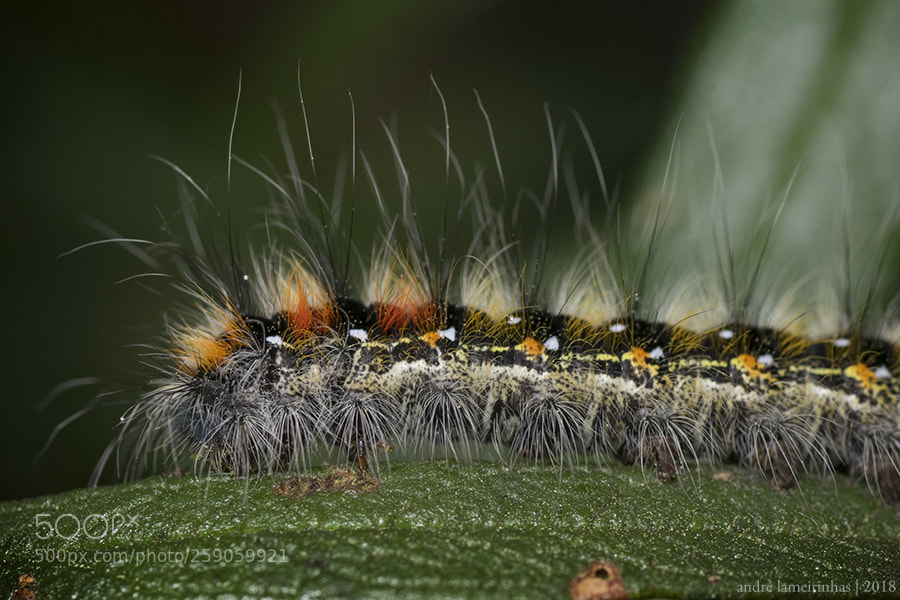Nikon D5300 sample photo. Caterpiller photography
