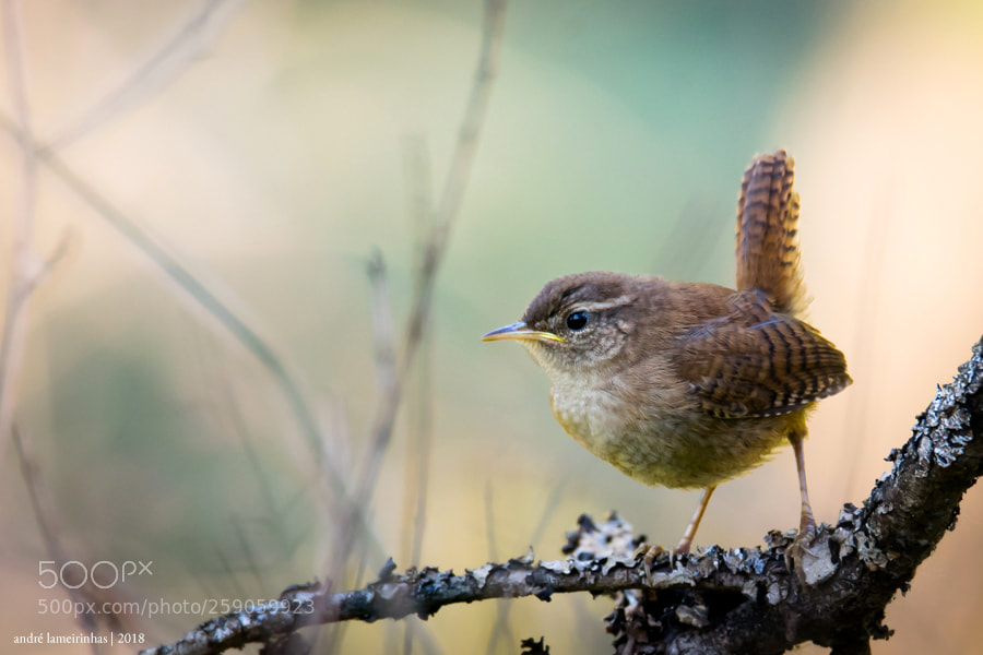 Nikon D5300 sample photo. Carriça (troglodytes troglodytes) photography