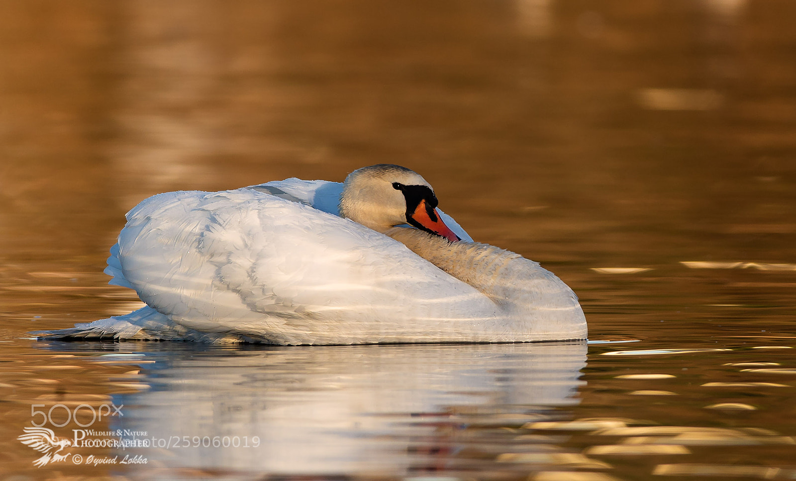 Canon EOS-1D X Mark II sample photo. Swan photography