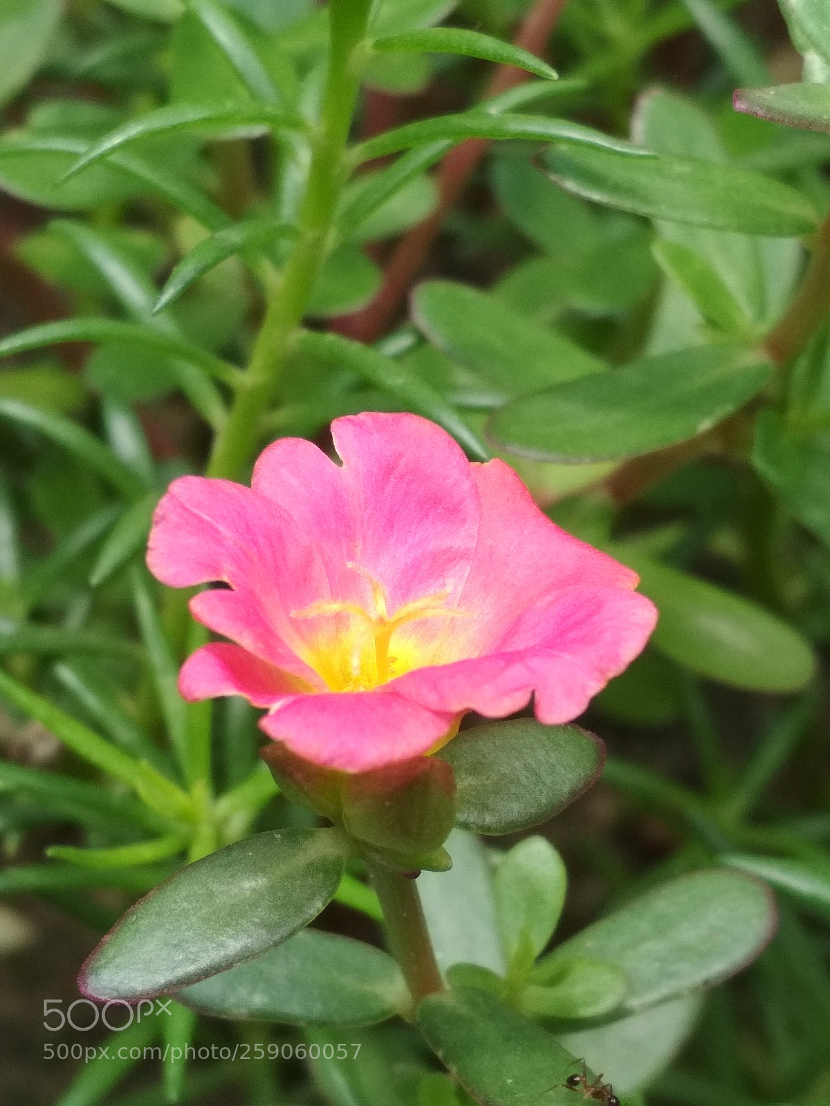 Xiaomi Redmi 4X sample photo. Purtolika photography