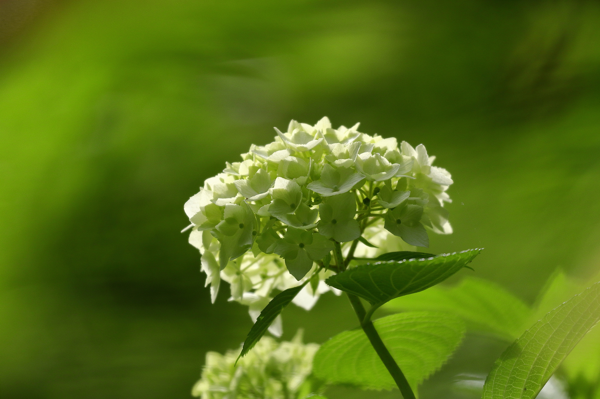 Canon EOS 7D Mark II sample photo. 白いアジサイ 7i2a3709 photography