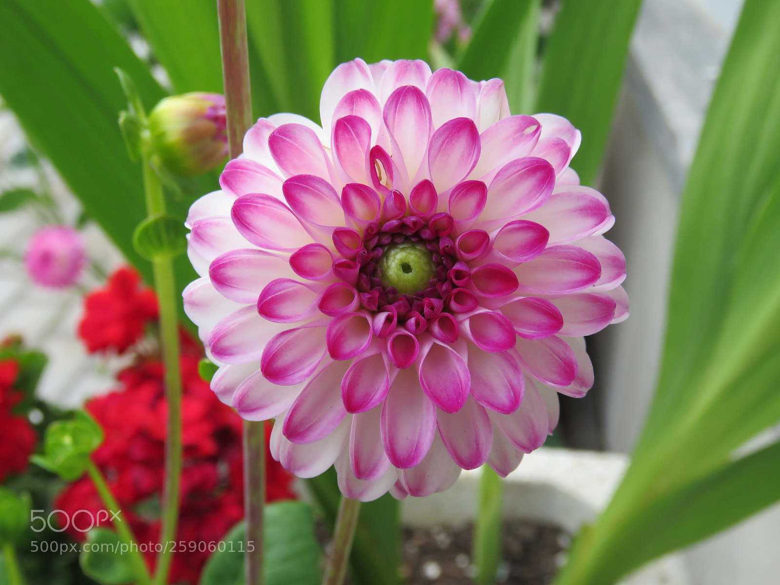 Canon PowerShot SX60 HS sample photo. Img photography