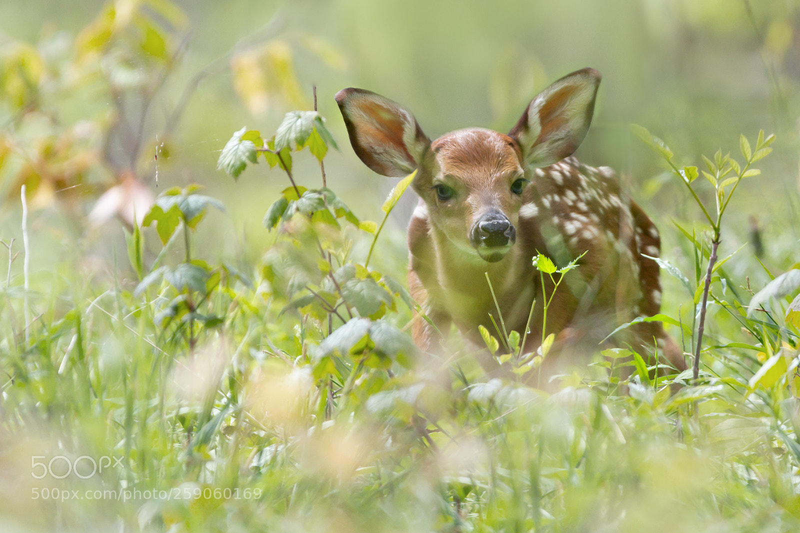 Nikon D7200 sample photo. Fawn at hawk cliff photography