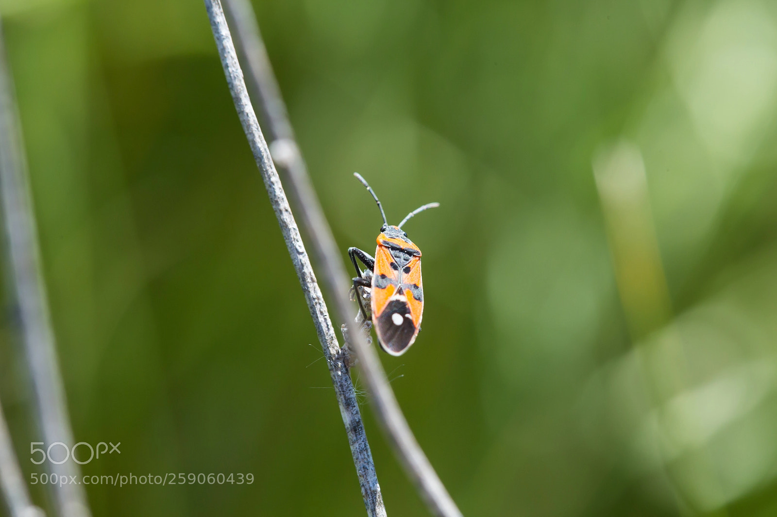 Canon EOS 6D sample photo. Zapatero photography