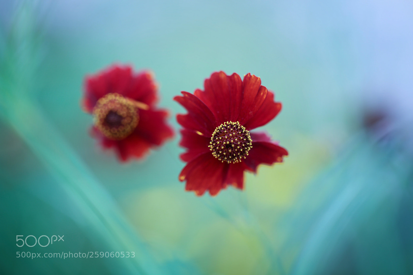 Canon EOS 5DS R sample photo. From no where .. photography