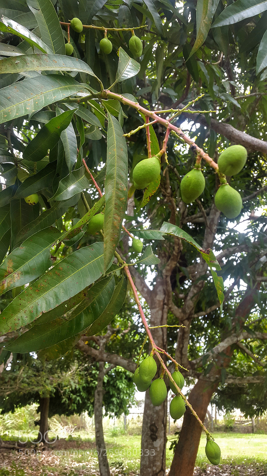 Samsung Galaxy S5 sample photo. Mango. photography