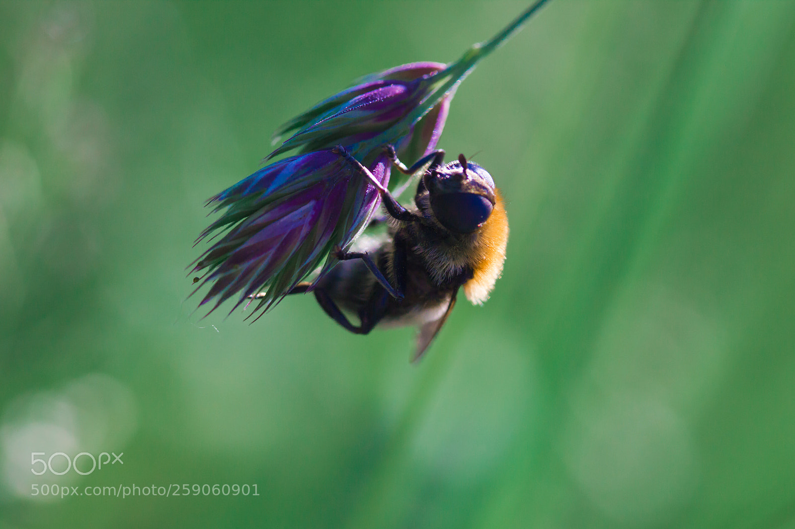 Canon EOS 600D (Rebel EOS T3i / EOS Kiss X5) sample photo. Bee photography