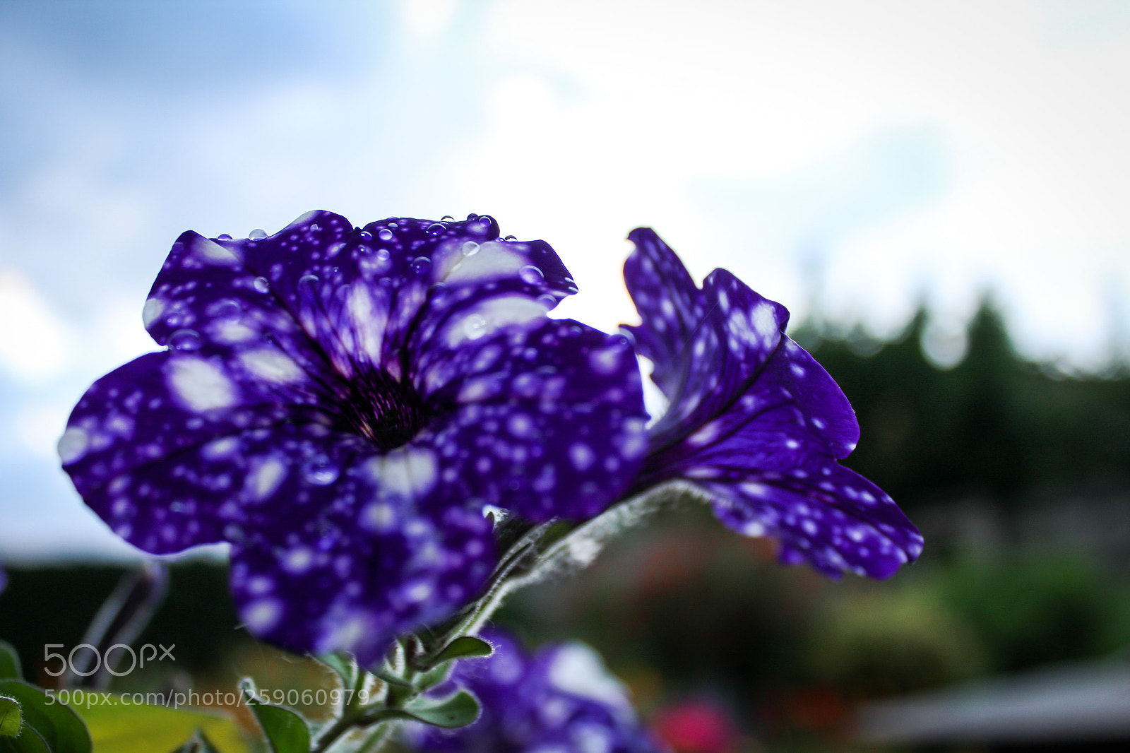 Canon EOS 1300D (EOS Rebel T6 / EOS Kiss X80) sample photo. Purple flower photography