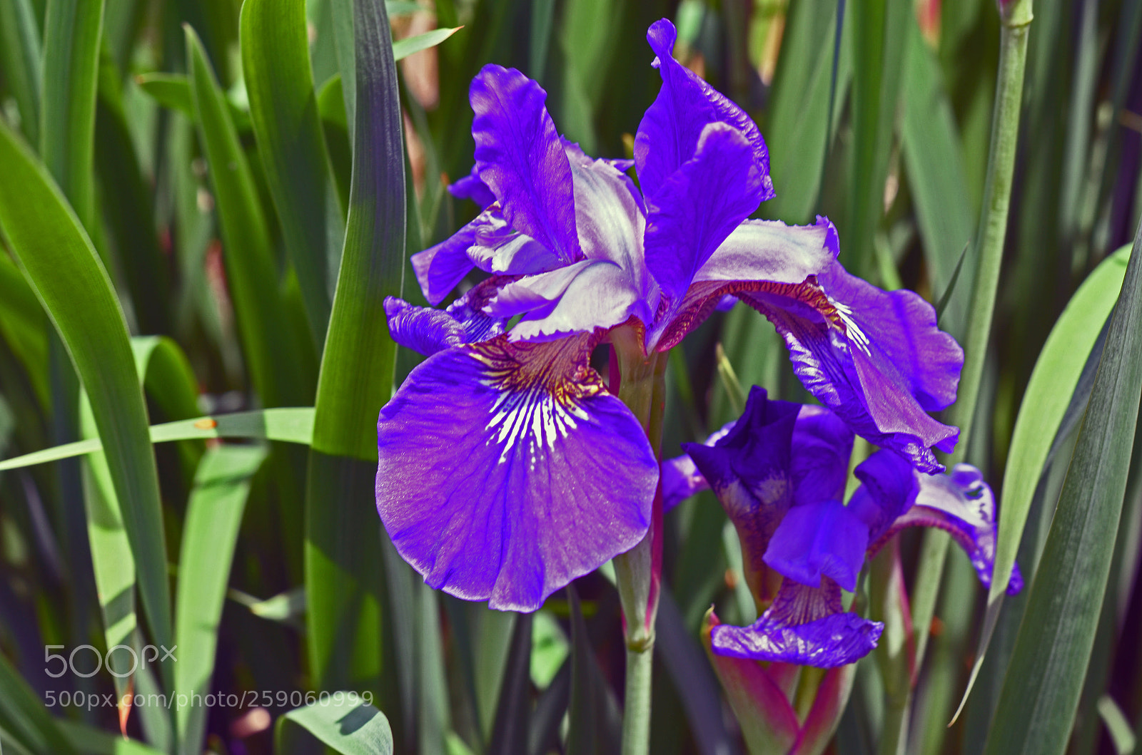 Nikon D5100 sample photo. Siberian iris photography