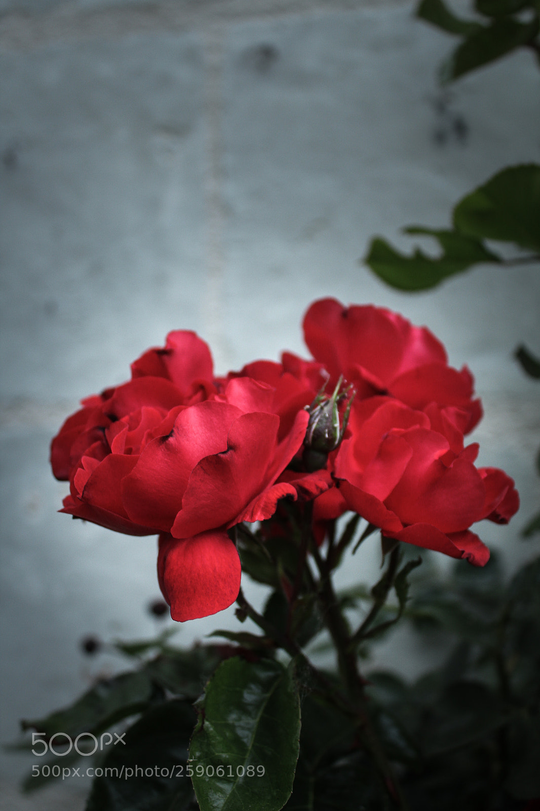 Canon EOS 1300D (EOS Rebel T6 / EOS Kiss X80) sample photo. Roses photography