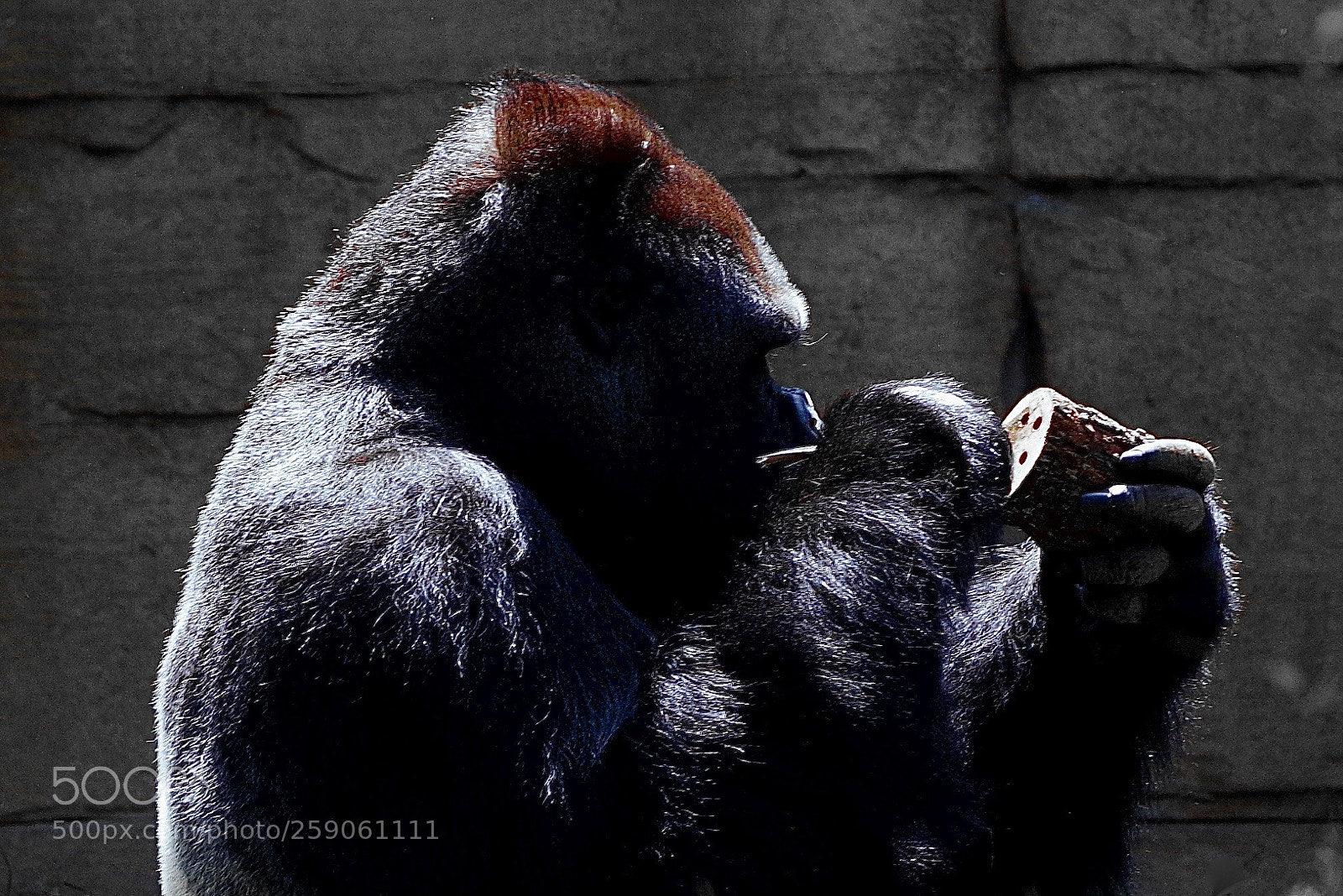 Pentax K-1 sample photo. Silverback - try and photography