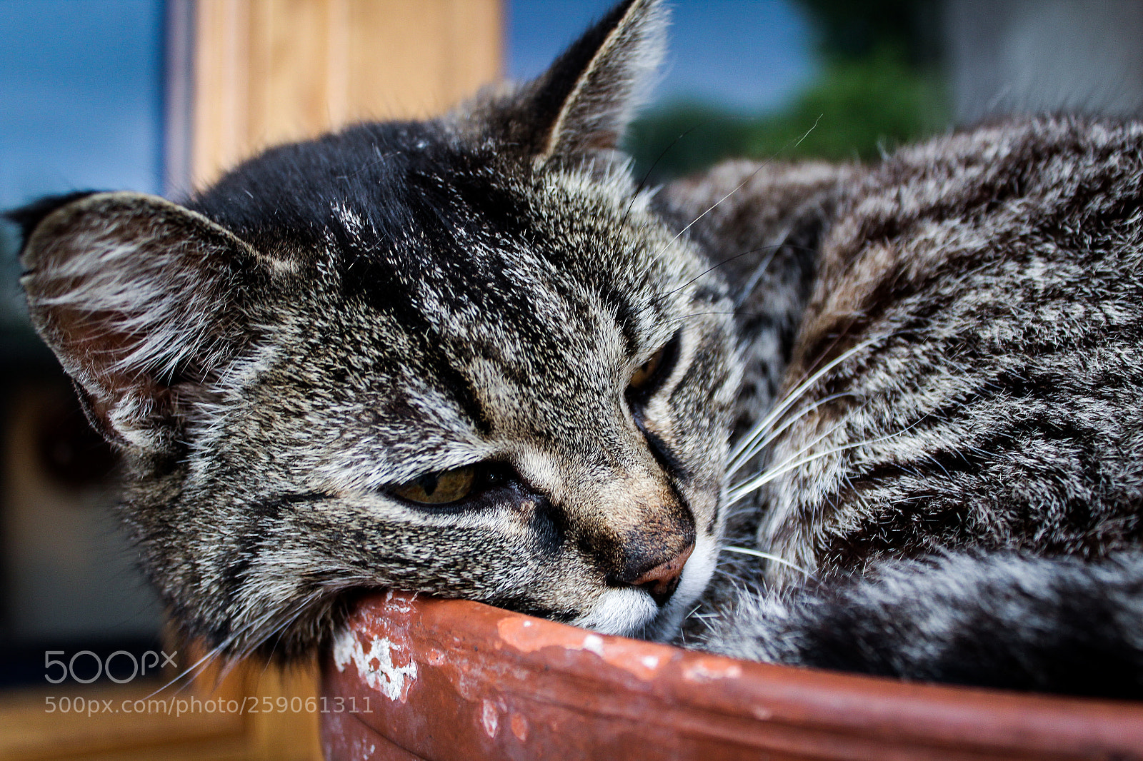 Canon EOS 1300D (EOS Rebel T6 / EOS Kiss X80) sample photo. Sleeping cat closeup photography