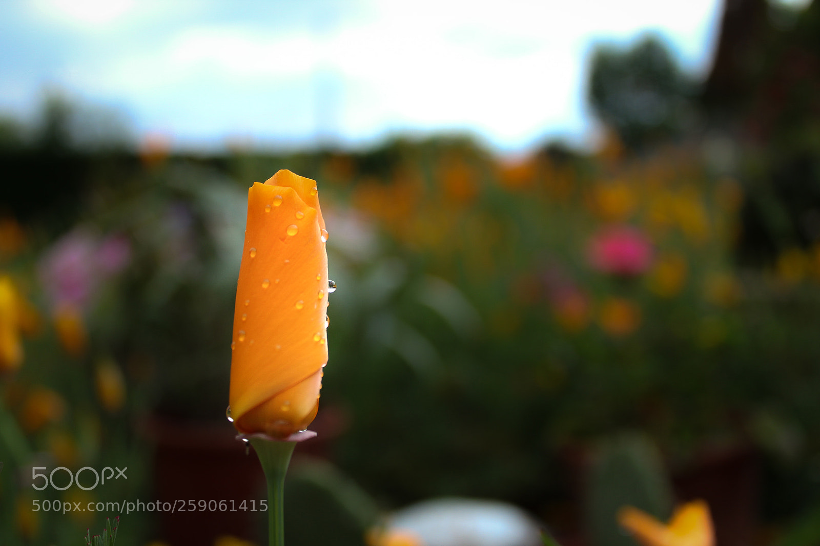 Canon EOS 1300D (EOS Rebel T6 / EOS Kiss X80) sample photo. Californian poppy photography
