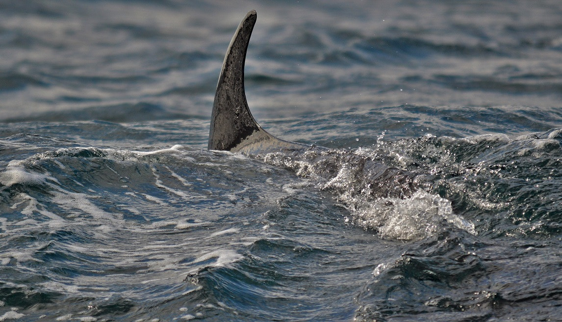 Nikon D3200 sample photo. Minke whale fin (surprise shot from the kayak) photography