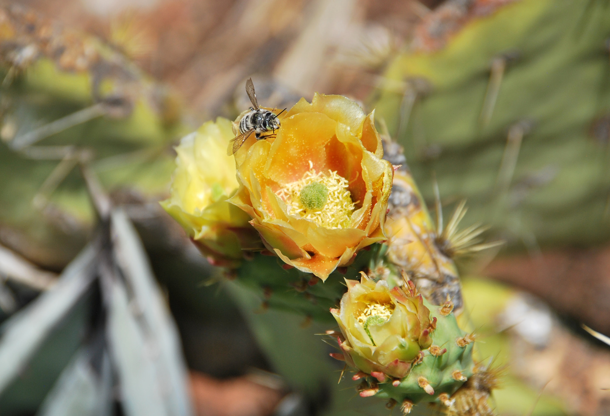 Nikon D60 sample photo. Bloom 'n bee photography
