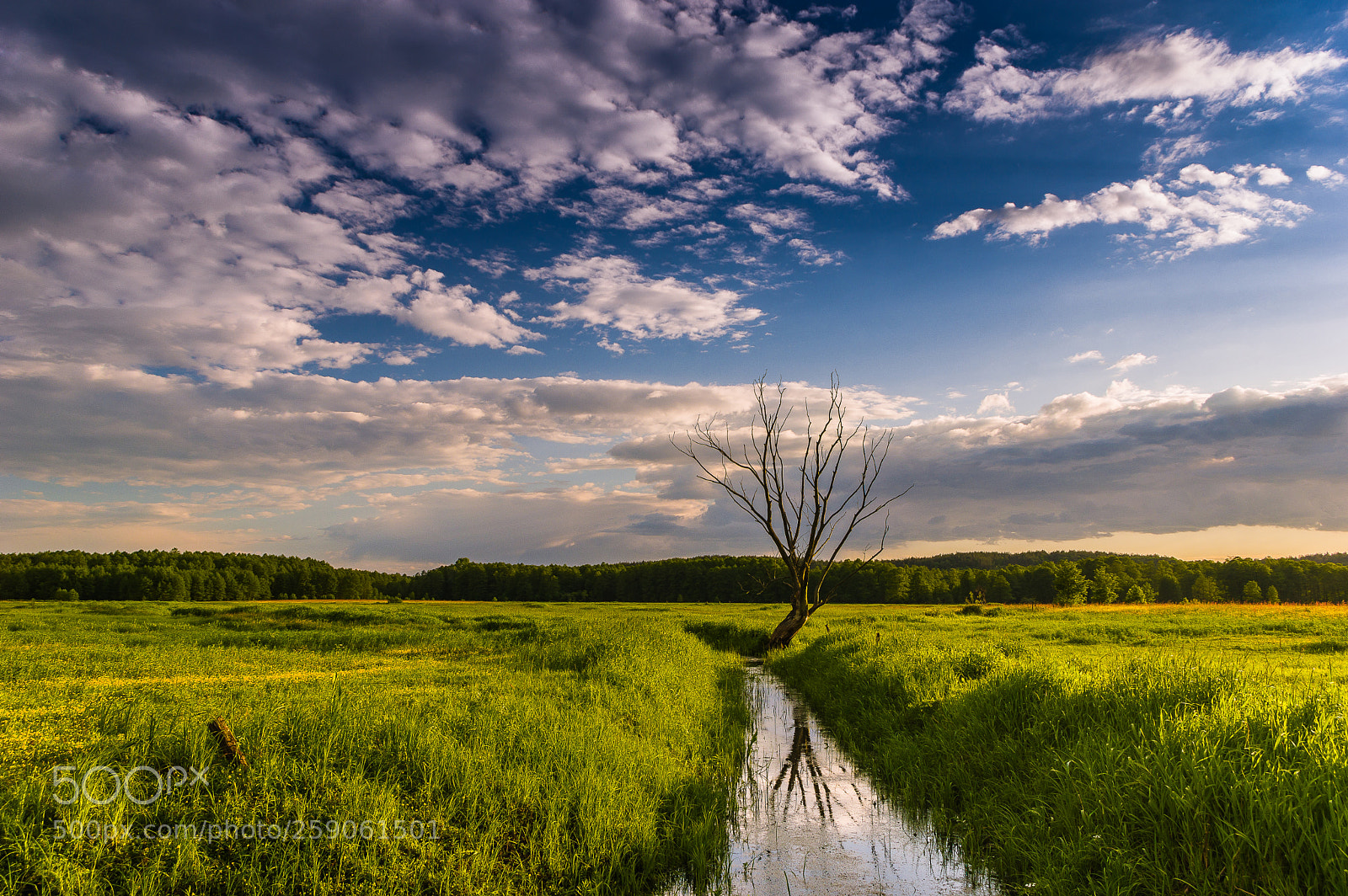 Pentax K-3 II sample photo. Stand-alone dead tree photography